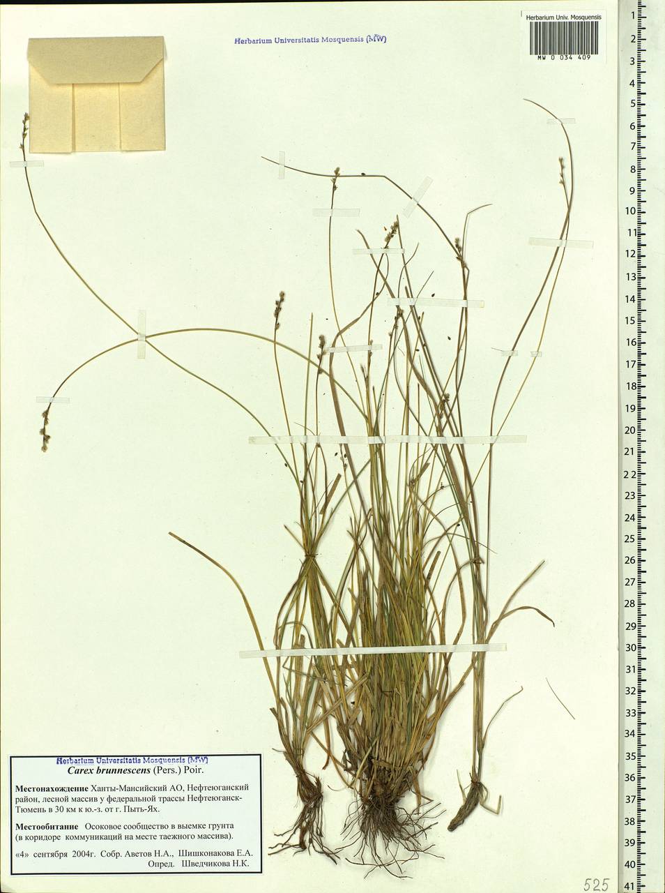 Carex brunnescens (Pers.) Poir., Siberia, Western Siberia (S1) (Russia)