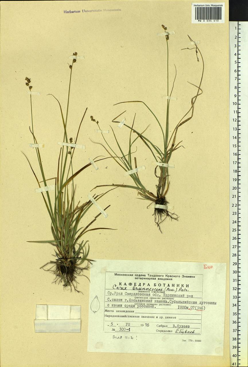 Carex brunnescens (Pers.) Poir., Eastern Europe, Eastern region (E10) (Russia)
