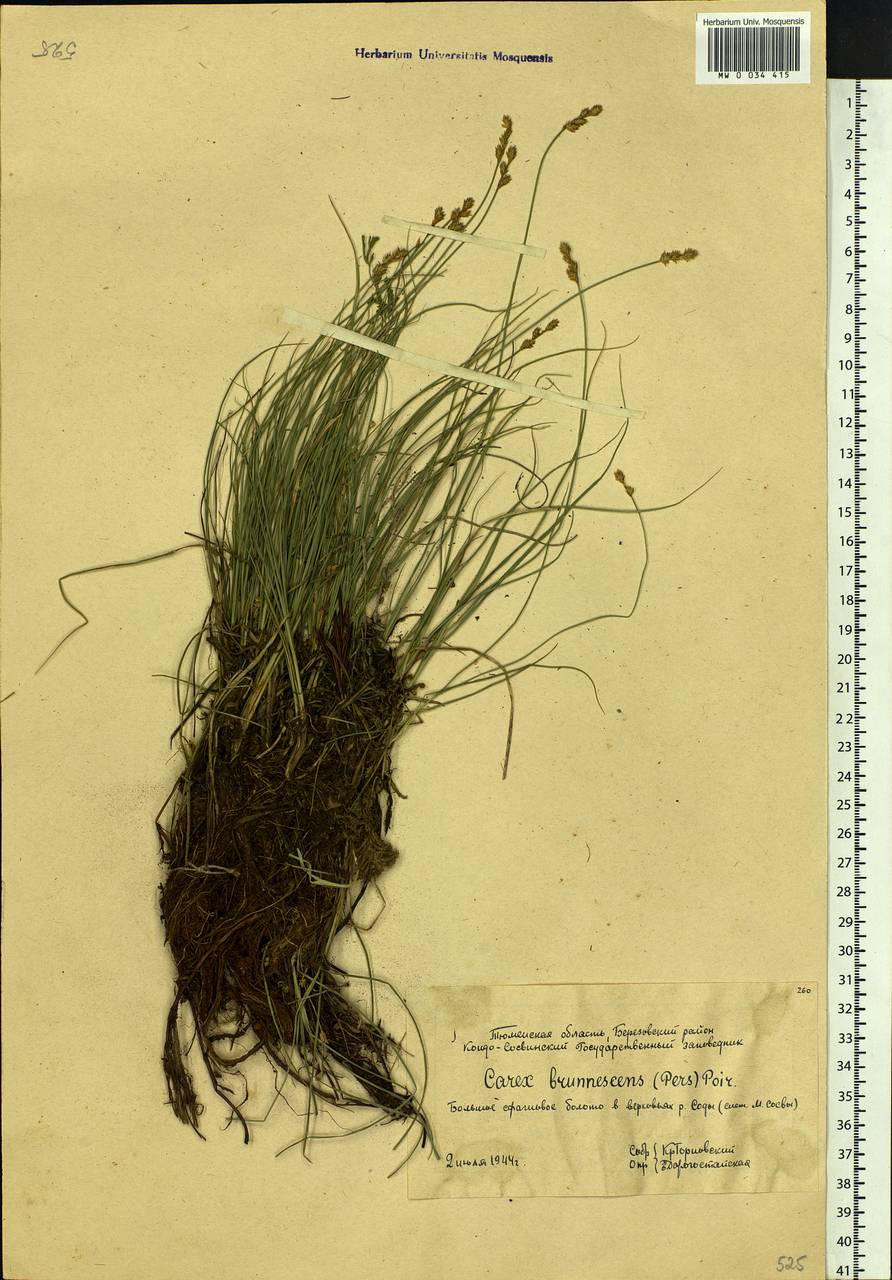 Carex brunnescens (Pers.) Poir., Siberia, Western Siberia (S1) (Russia)