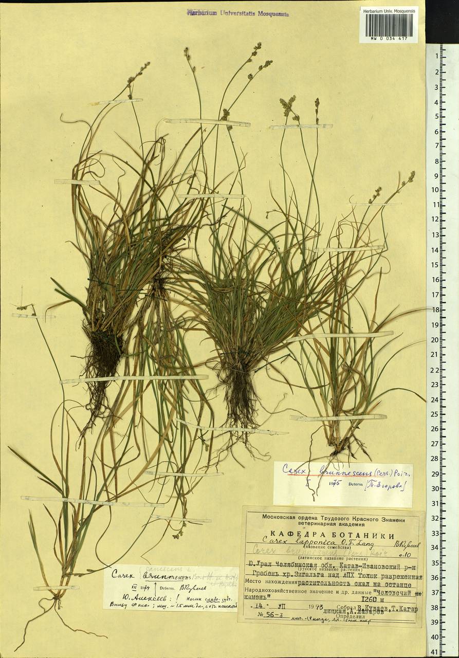 Carex brunnescens (Pers.) Poir., Eastern Europe, Eastern region (E10) (Russia)