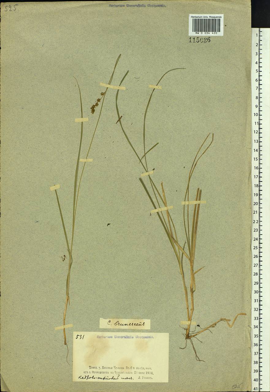 Carex brunnescens (Pers.) Poir., Siberia, Western Siberia (S1) (Russia)