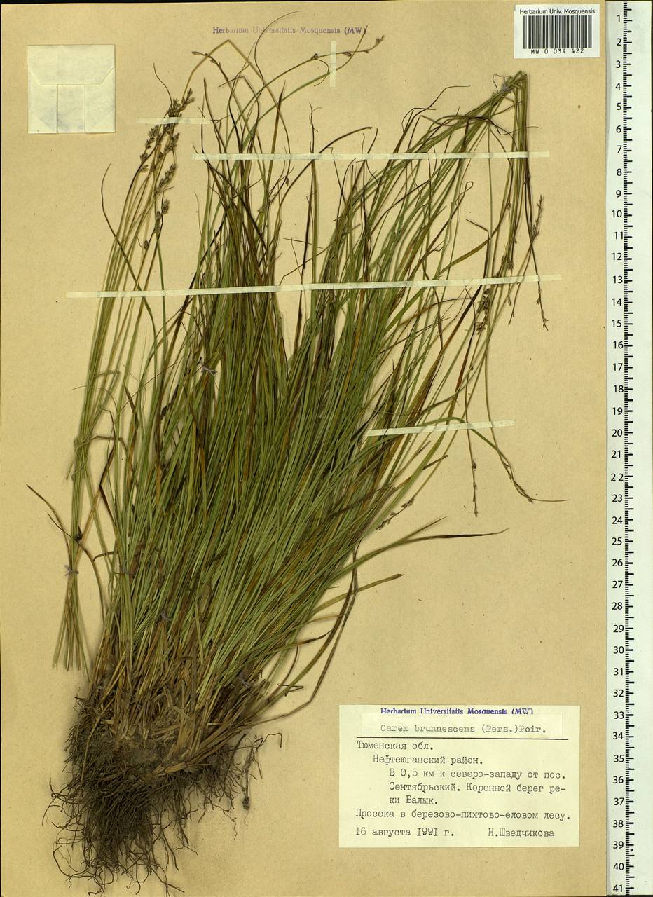 Carex brunnescens (Pers.) Poir., Siberia, Western Siberia (S1) (Russia)