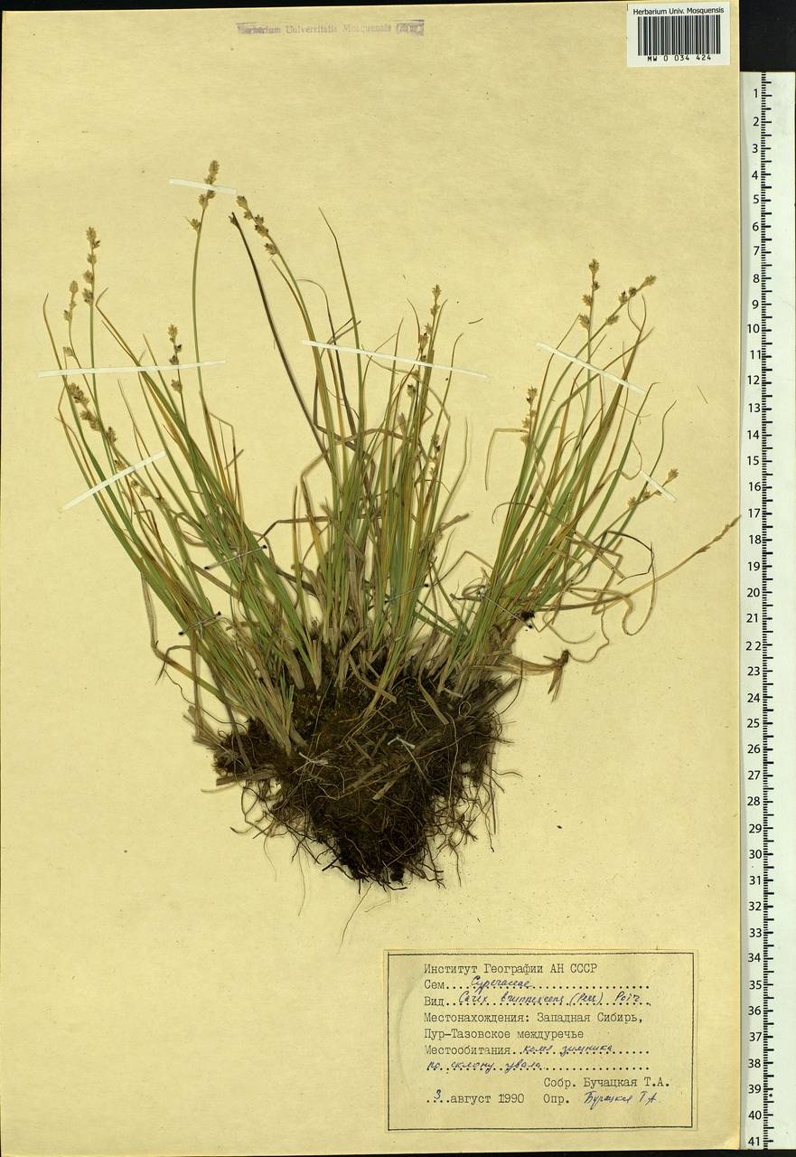 Carex brunnescens (Pers.) Poir., Siberia, Western Siberia (S1) (Russia)