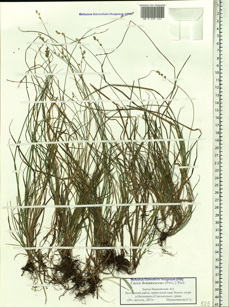 Carex brunnescens (Pers.) Poir., Siberia, Western Siberia (S1) (Russia)