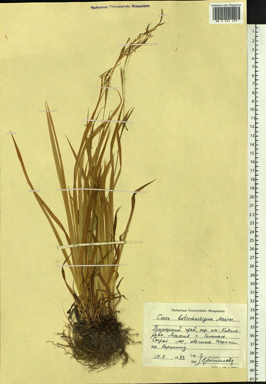 Carex bostrychostigma Maxim., Siberia, Russian Far East (S6) (Russia)