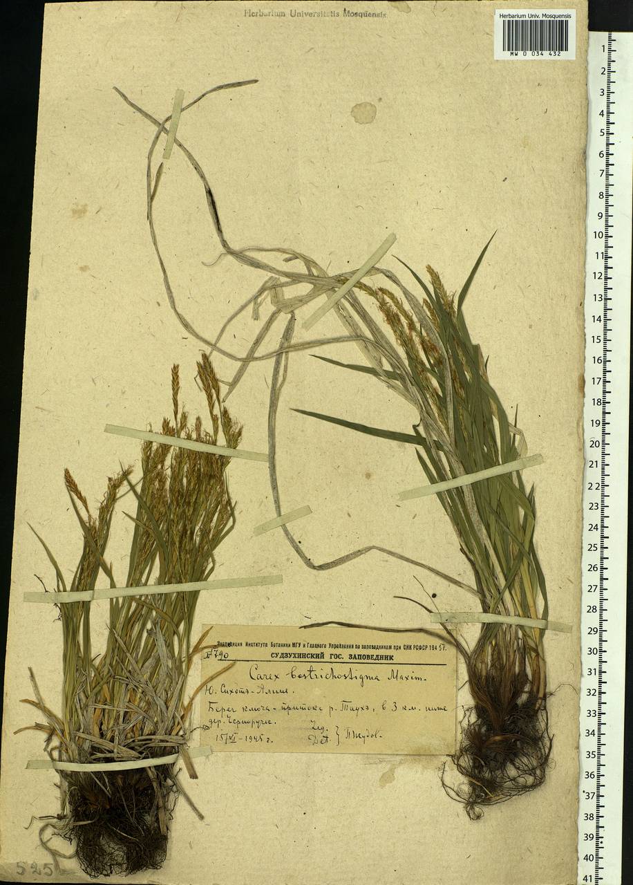 Carex bostrychostigma Maxim., Siberia, Russian Far East (S6) (Russia)