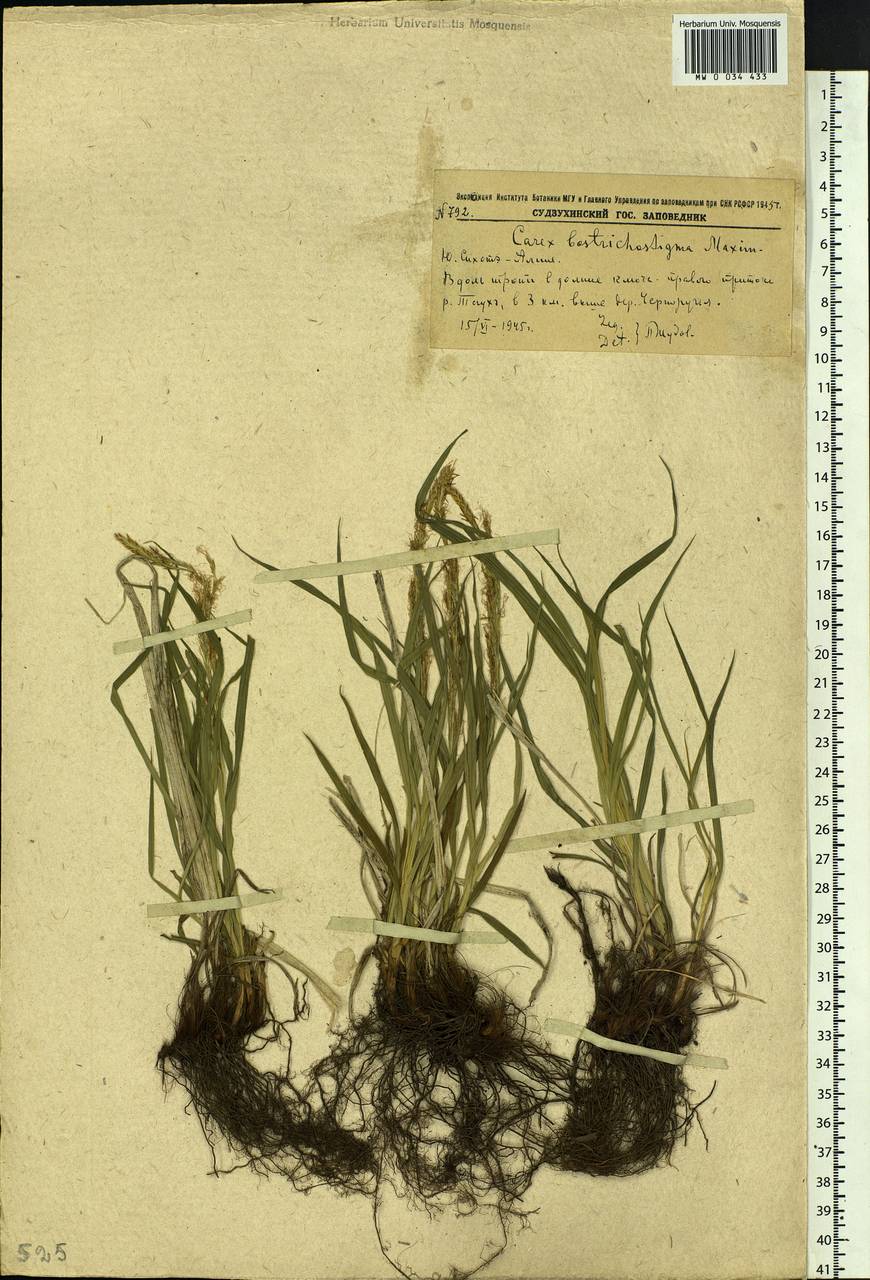 Carex bostrychostigma Maxim., Siberia, Russian Far East (S6) (Russia)