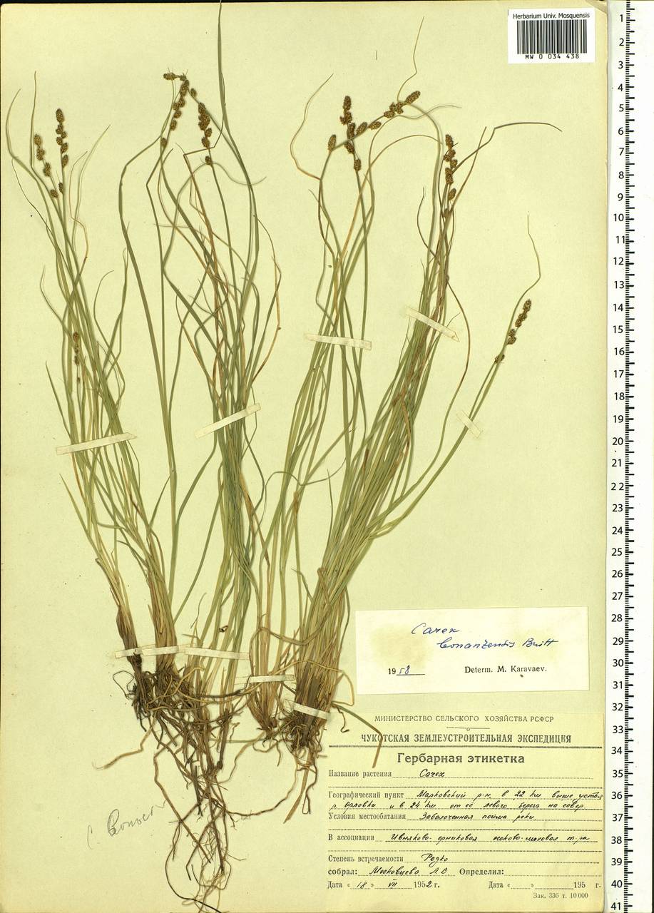 Carex bonanzensis Britton, Siberia, Chukotka & Kamchatka (S7) (Russia)