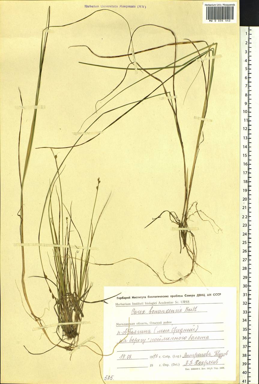 Carex bonanzensis Britton, Siberia, Chukotka & Kamchatka (S7) (Russia)