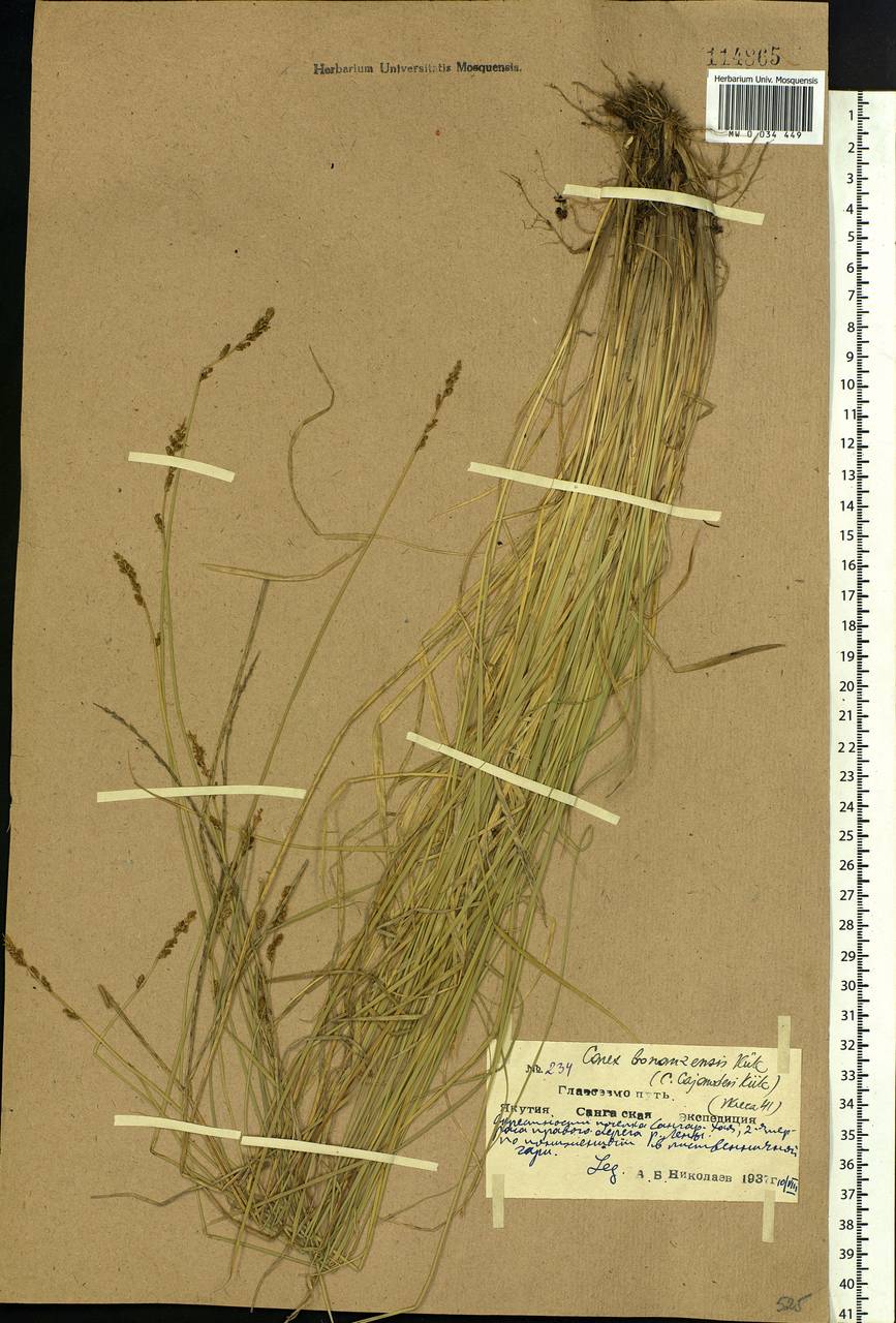 Carex bonanzensis Britton, Siberia, Yakutia (S5) (Russia)