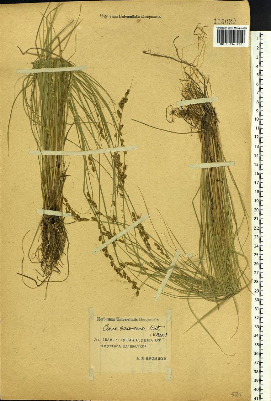 Carex bonanzensis Britton, Siberia, Yakutia (S5) (Russia)