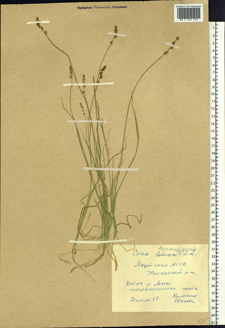 Carex bonanzensis Britton, Siberia, Yakutia (S5) (Russia)