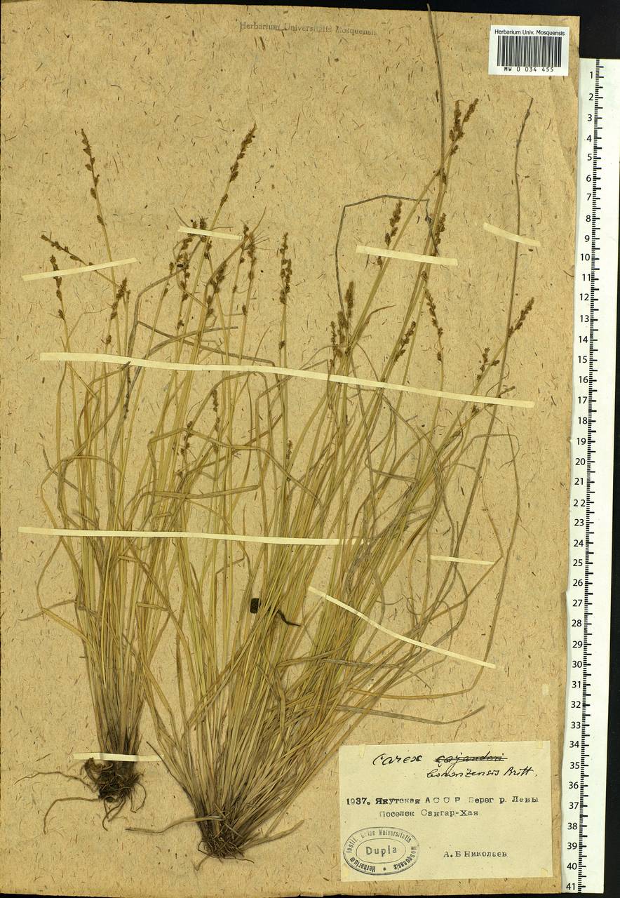 Carex bonanzensis Britton, Siberia, Yakutia (S5) (Russia)