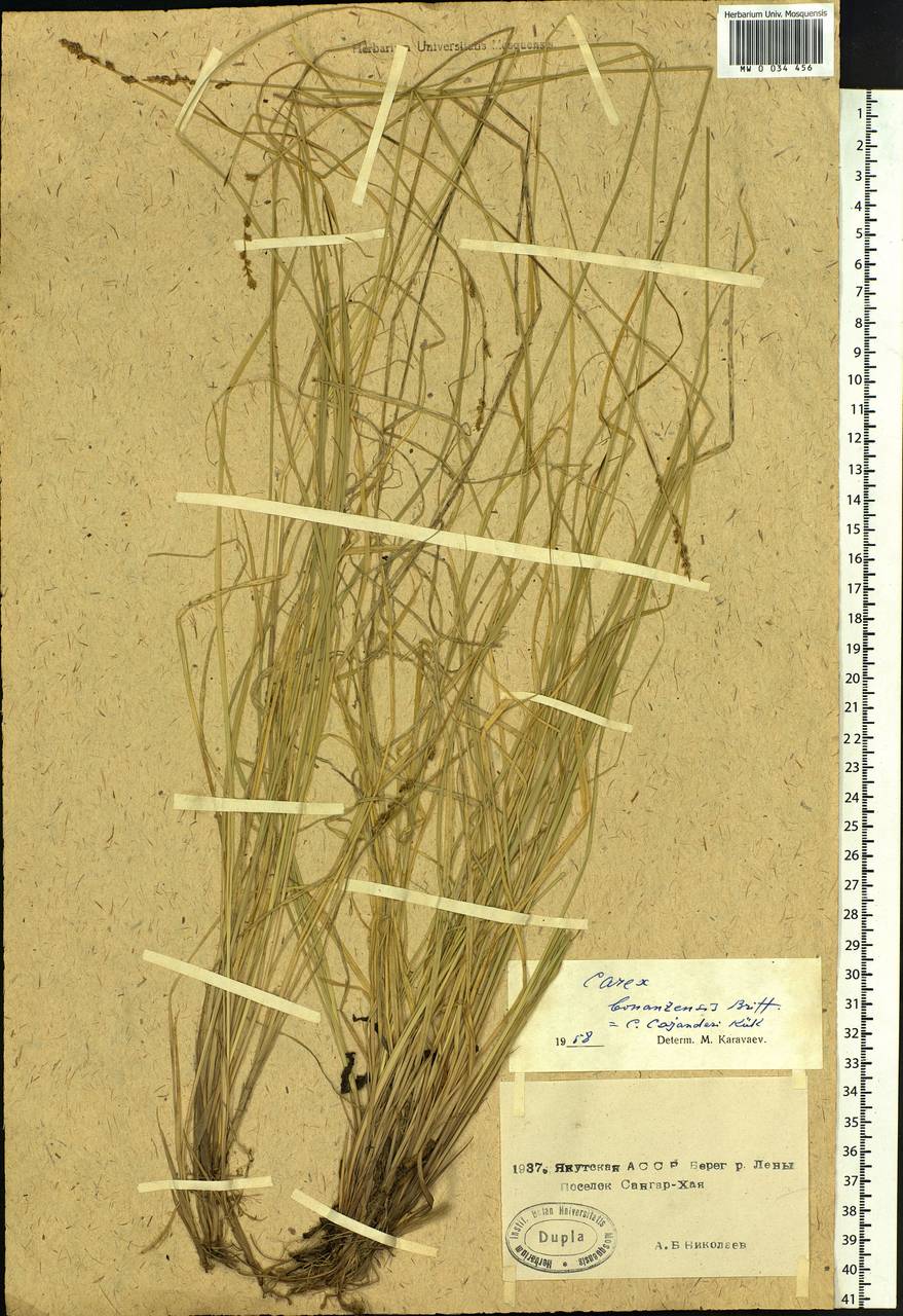 Carex bonanzensis Britton, Siberia, Yakutia (S5) (Russia)