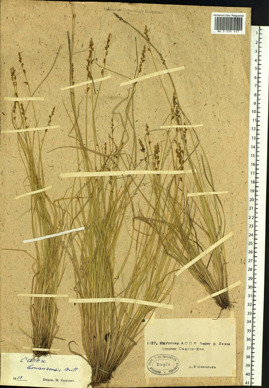 Carex bonanzensis Britton, Siberia, Yakutia (S5) (Russia)