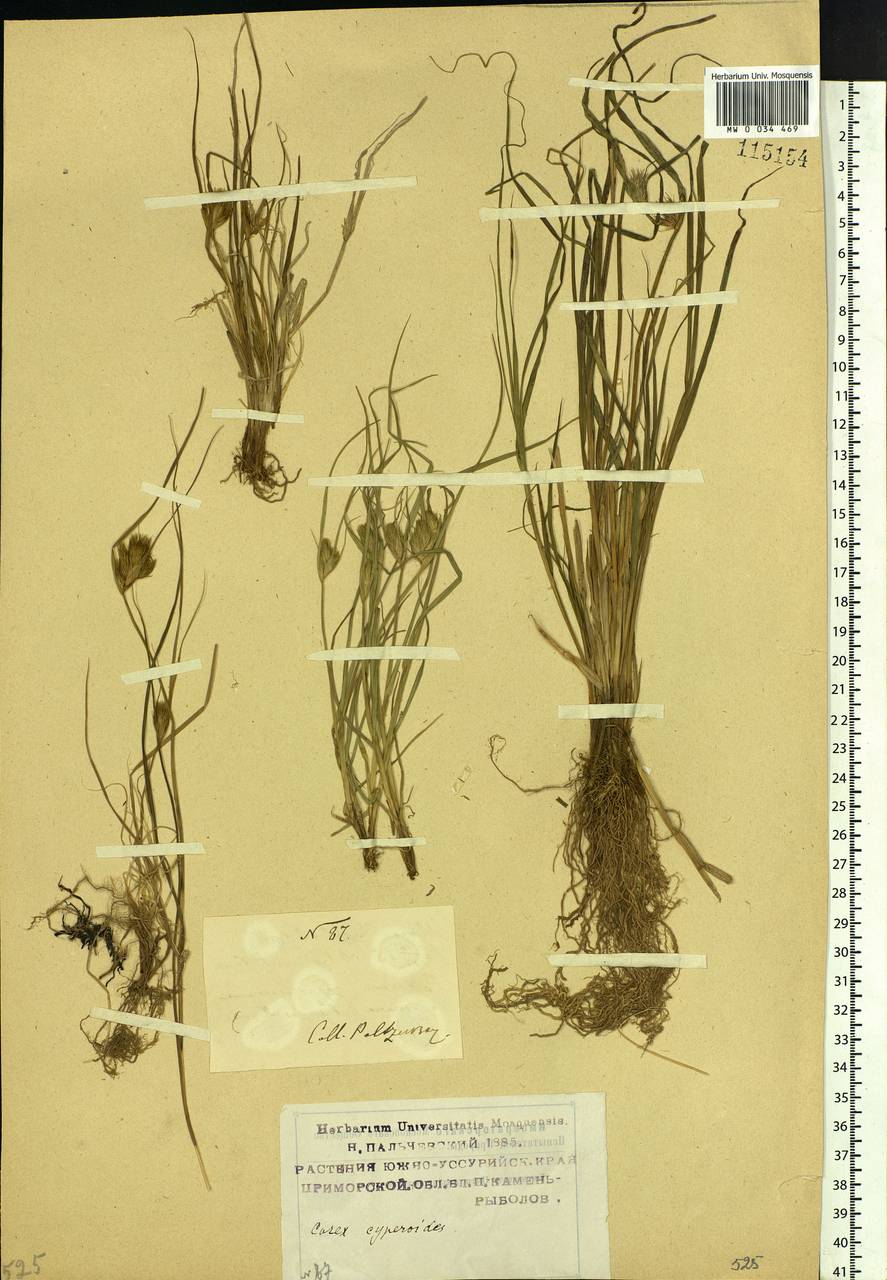 Carex bohemica Schreb., Siberia, Russian Far East (S6) (Russia)