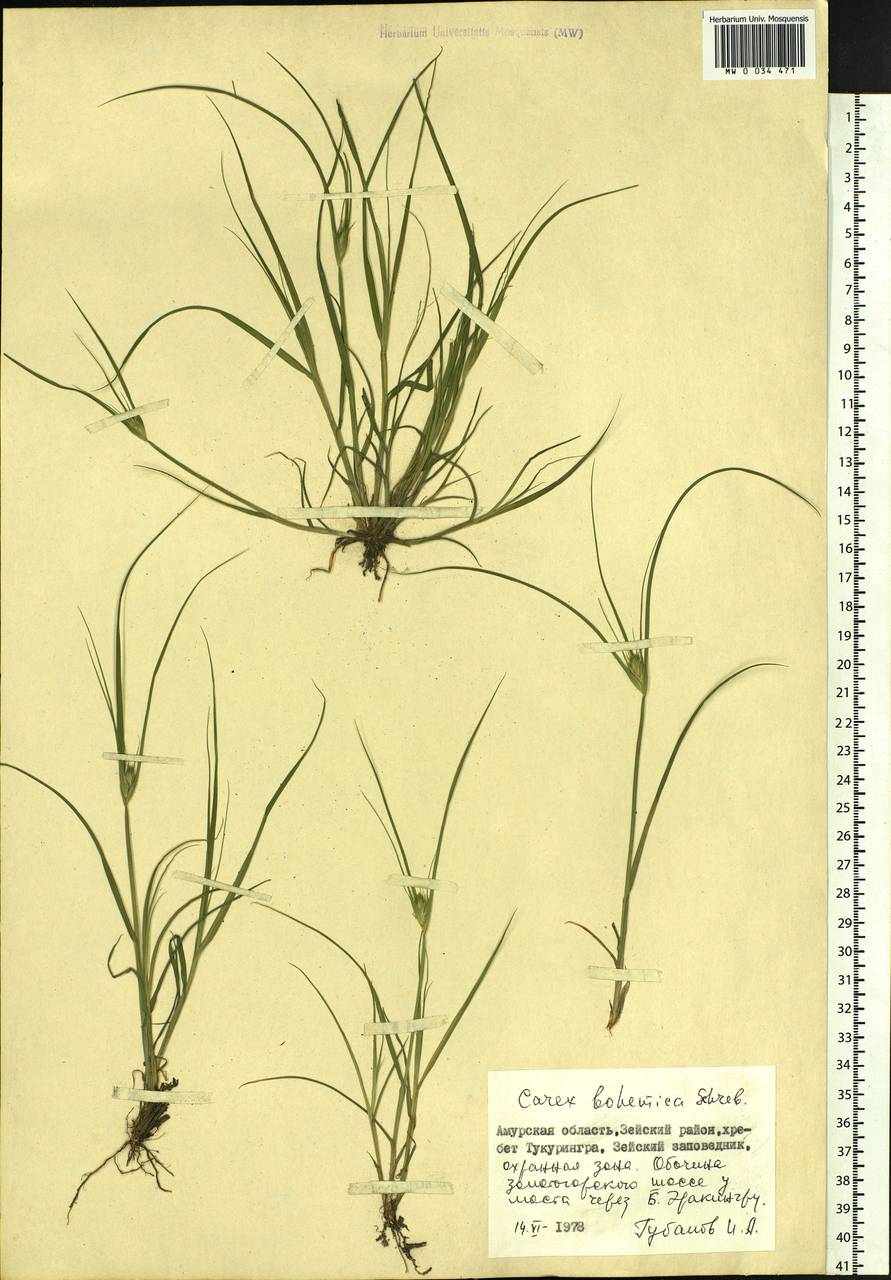 Carex bohemica Schreb., Siberia, Russian Far East (S6) (Russia)
