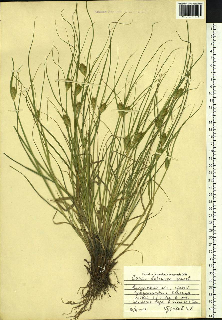 Carex bohemica Schreb., Siberia, Russian Far East (S6) (Russia)