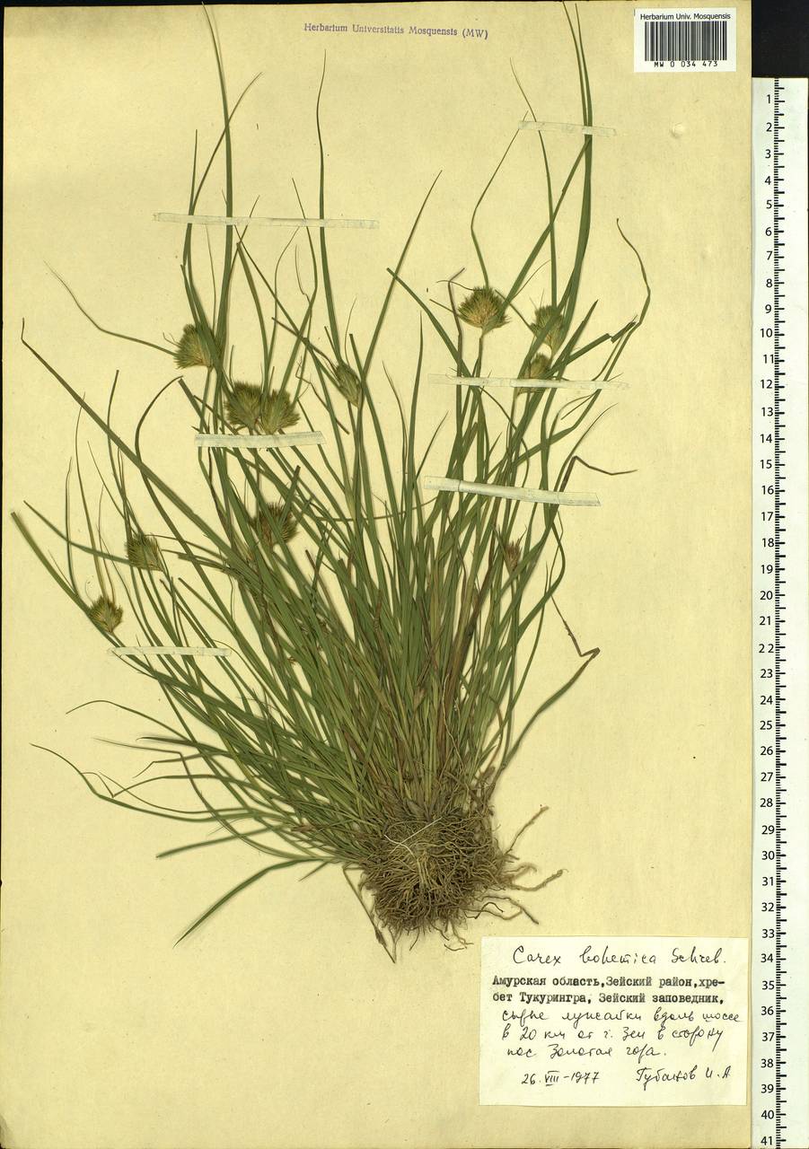 Carex bohemica Schreb., Siberia, Russian Far East (S6) (Russia)