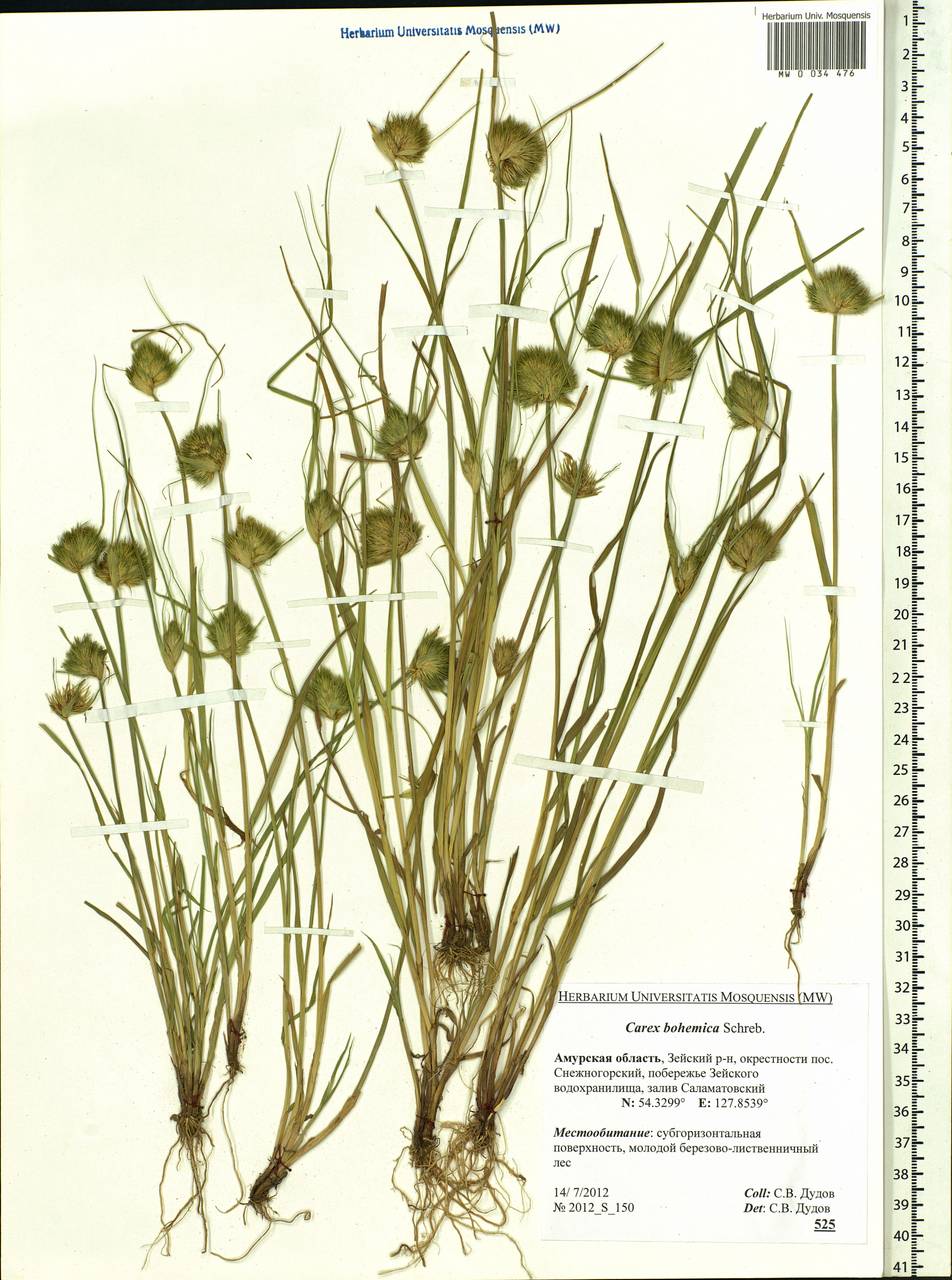 Carex bohemica Schreb., Siberia, Russian Far East (S6) (Russia)