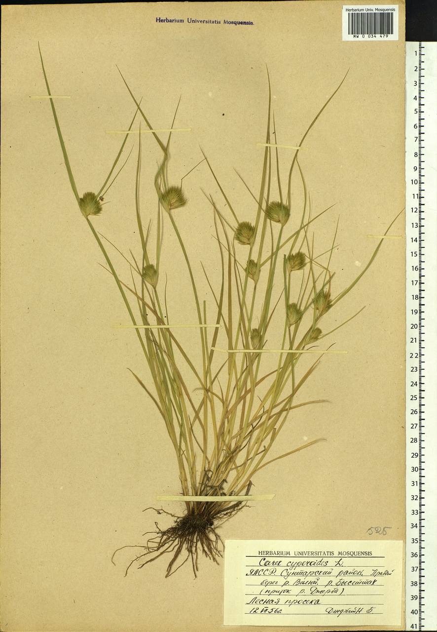 Carex bohemica Schreb., Siberia, Yakutia (S5) (Russia)