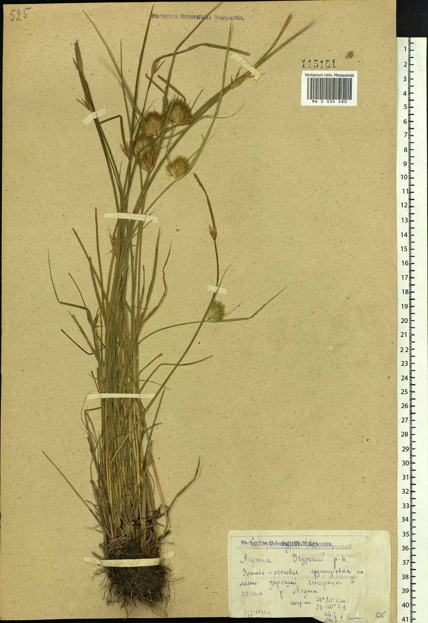Carex bohemica Schreb., Siberia, Yakutia (S5) (Russia)