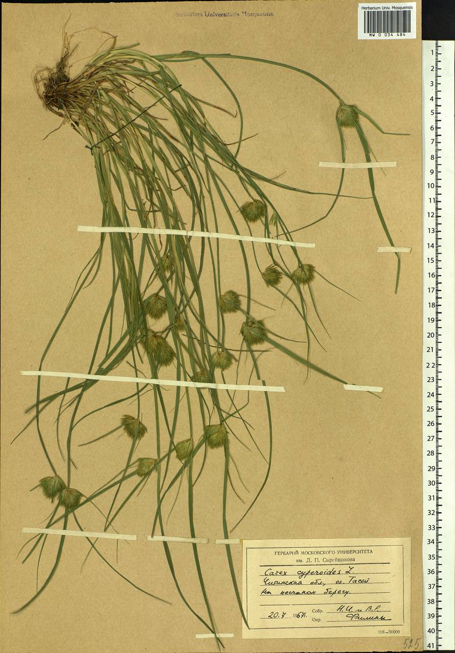 Carex bohemica Schreb., Siberia, Baikal & Transbaikal region (S4) (Russia)