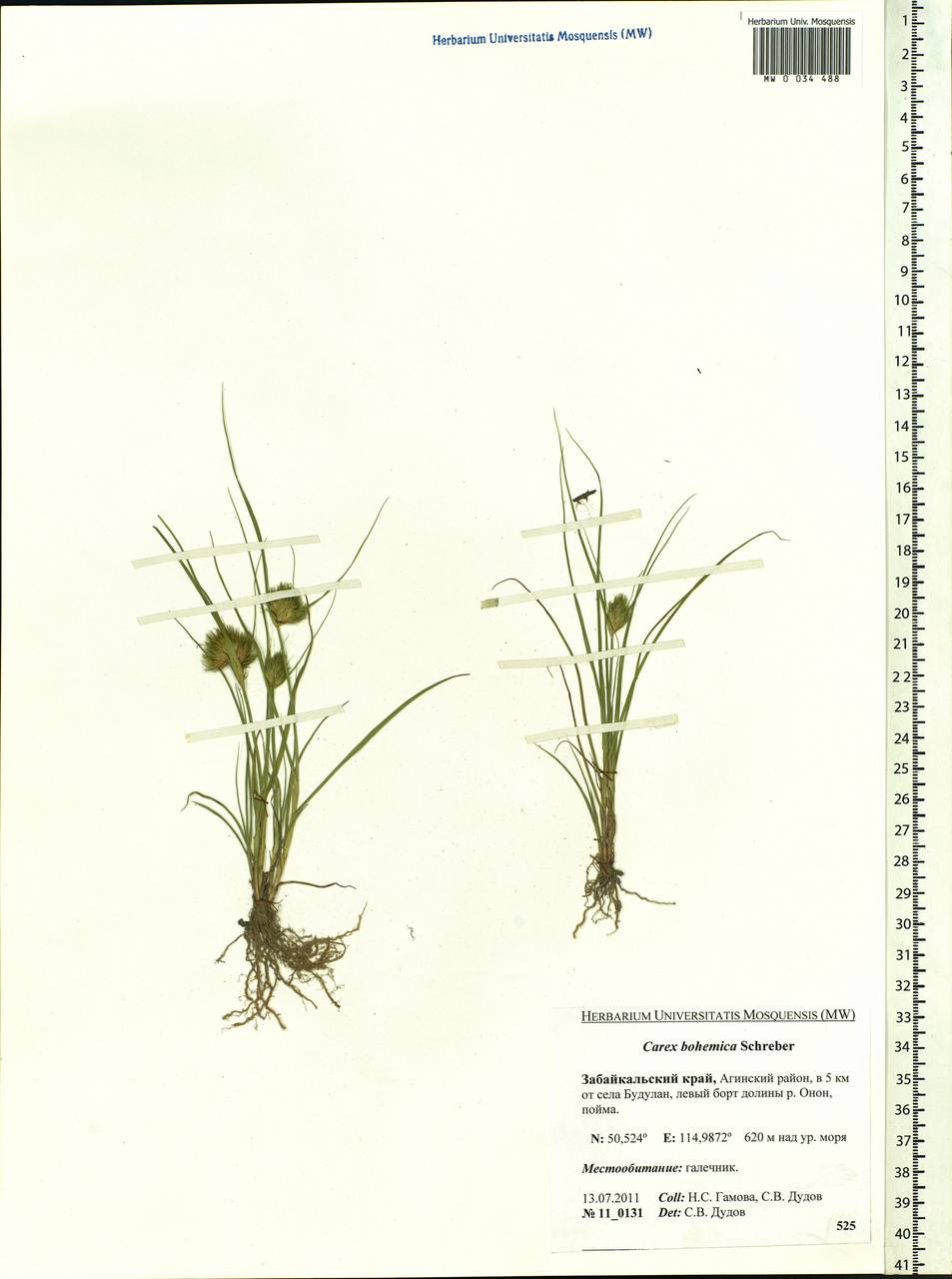 Carex bohemica Schreb., Siberia, Baikal & Transbaikal region (S4) (Russia)