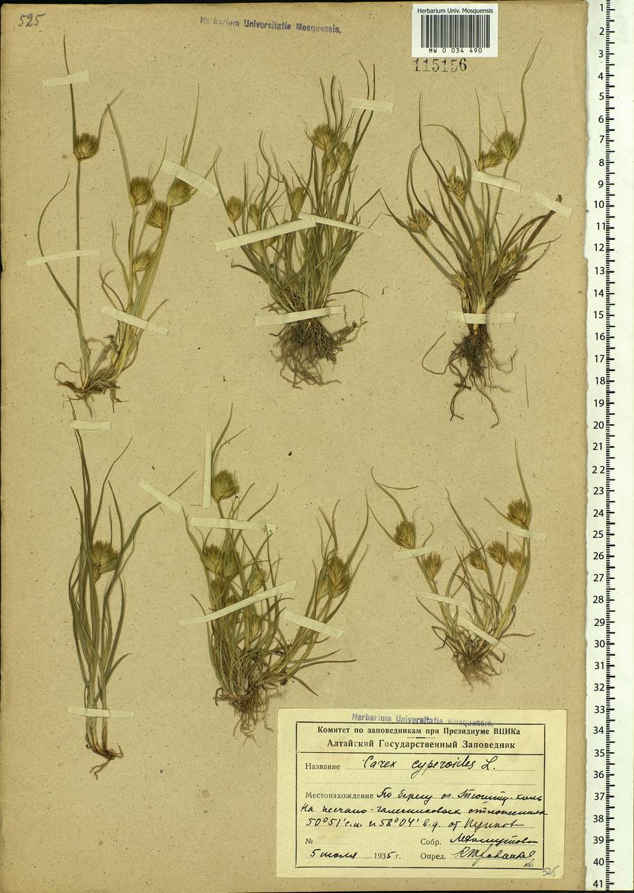 Carex bohemica Schreb., Siberia, Altai & Sayany Mountains (S2) (Russia)