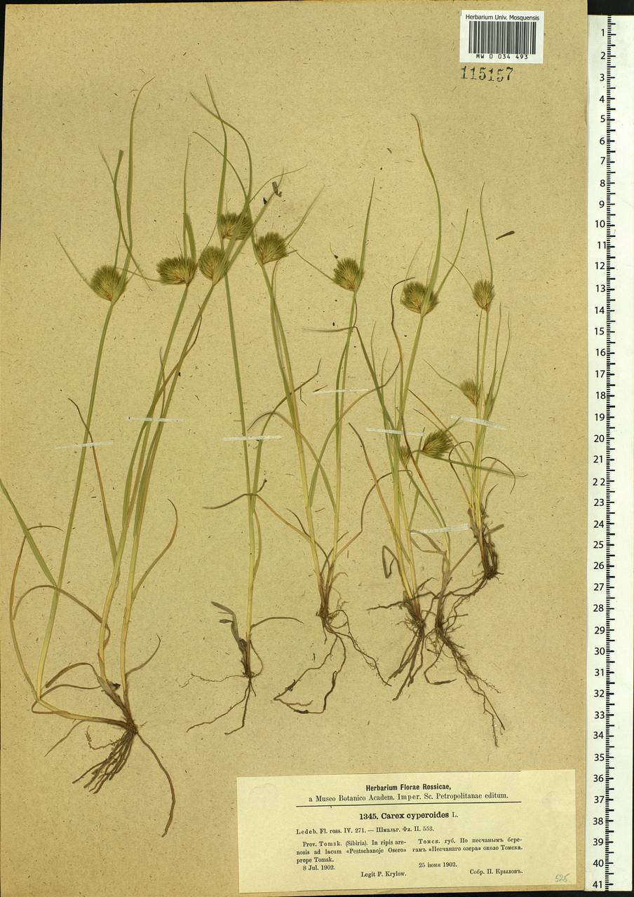 Carex bohemica Schreb., Siberia, Western Siberia (S1) (Russia)