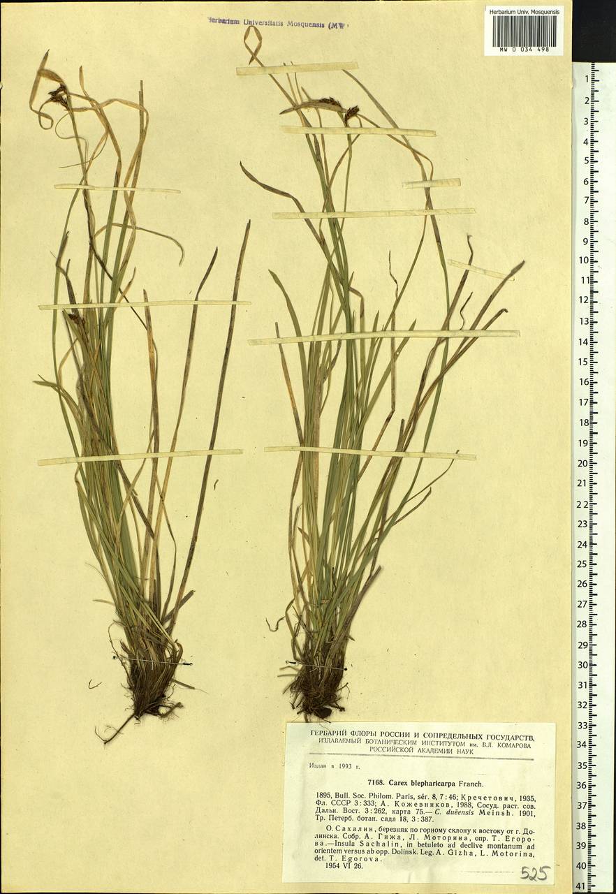 Carex blepharicarpa Franch., Siberia, Russian Far East (S6) (Russia)