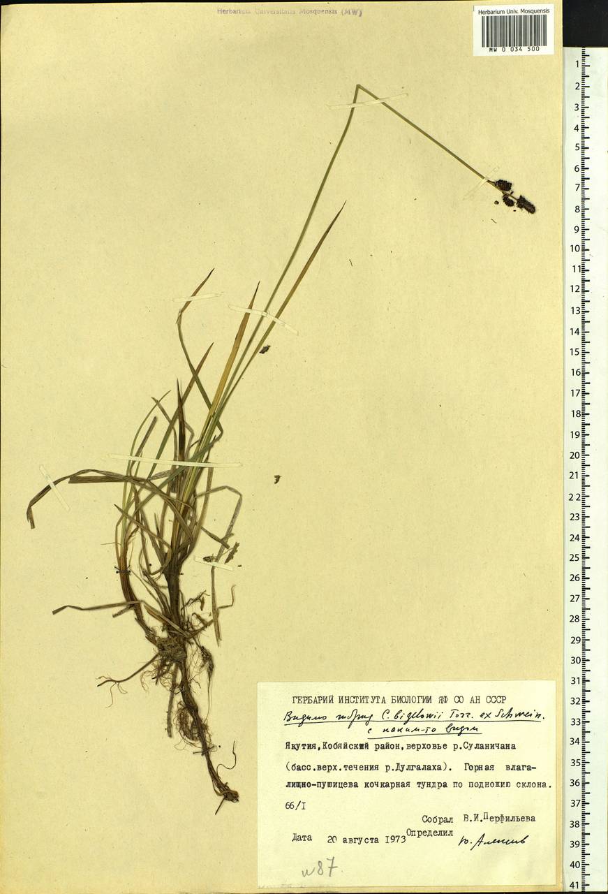 Carex bigelowii Torr. ex Schwein., Siberia, Yakutia (S5) (Russia)