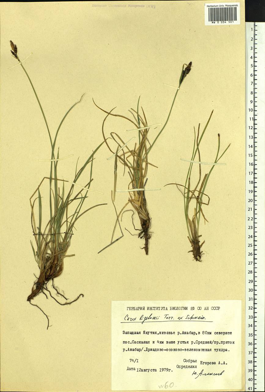 Carex bigelowii Torr. ex Schwein., Siberia, Yakutia (S5) (Russia)