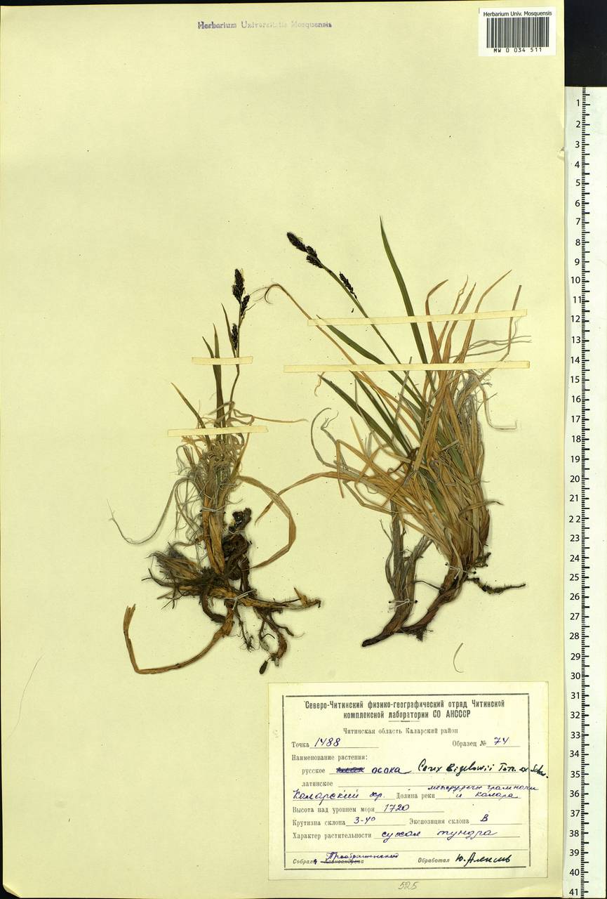 Carex bigelowii Torr. ex Schwein., Siberia, Baikal & Transbaikal region (S4) (Russia)