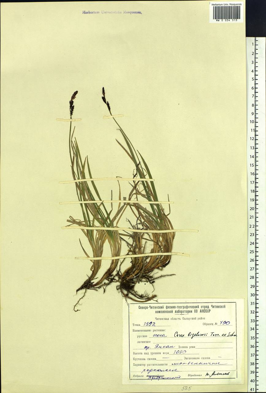 Carex bigelowii Torr. ex Schwein., Siberia, Baikal & Transbaikal region (S4) (Russia)