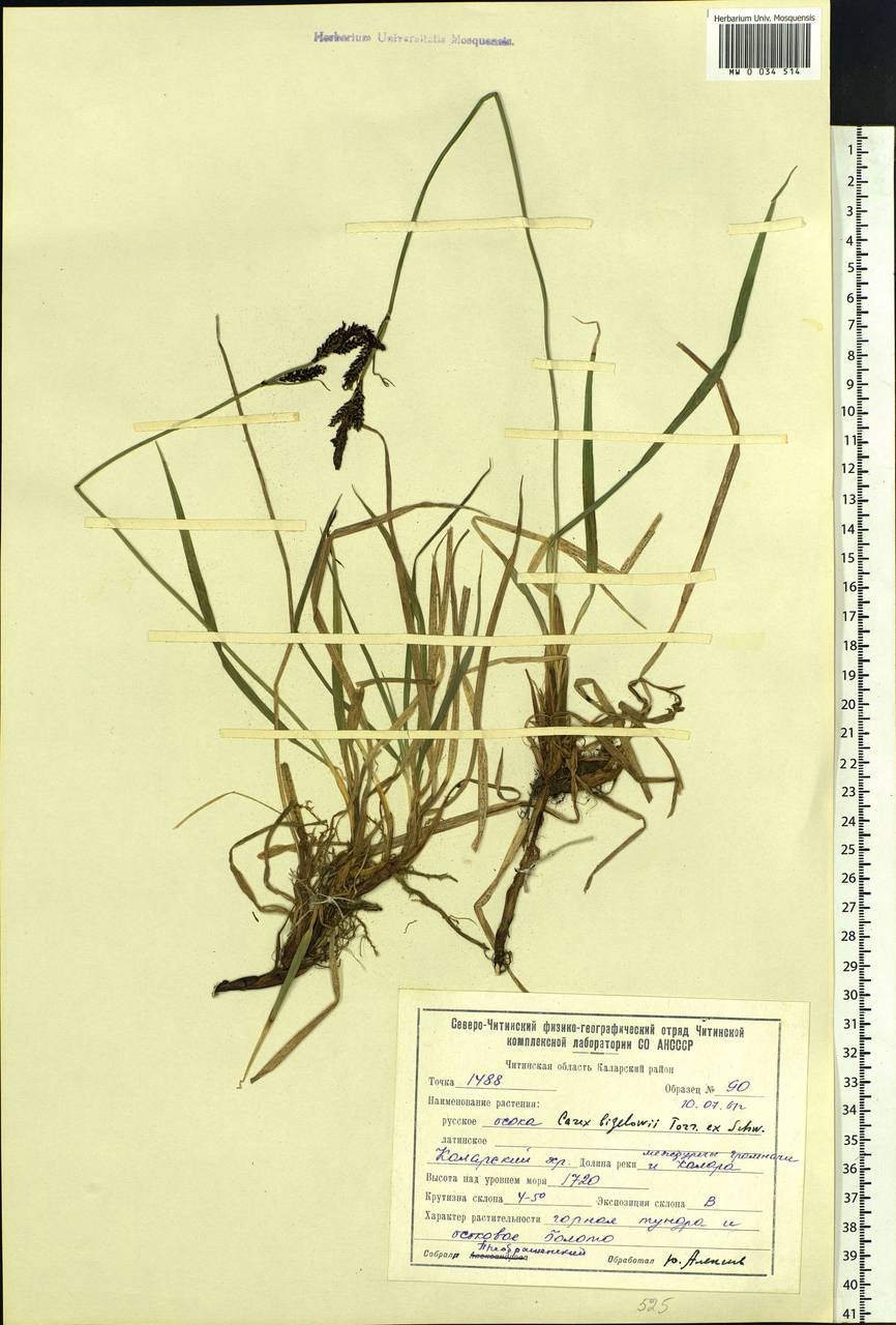 Carex bigelowii Torr. ex Schwein., Siberia, Baikal & Transbaikal region (S4) (Russia)