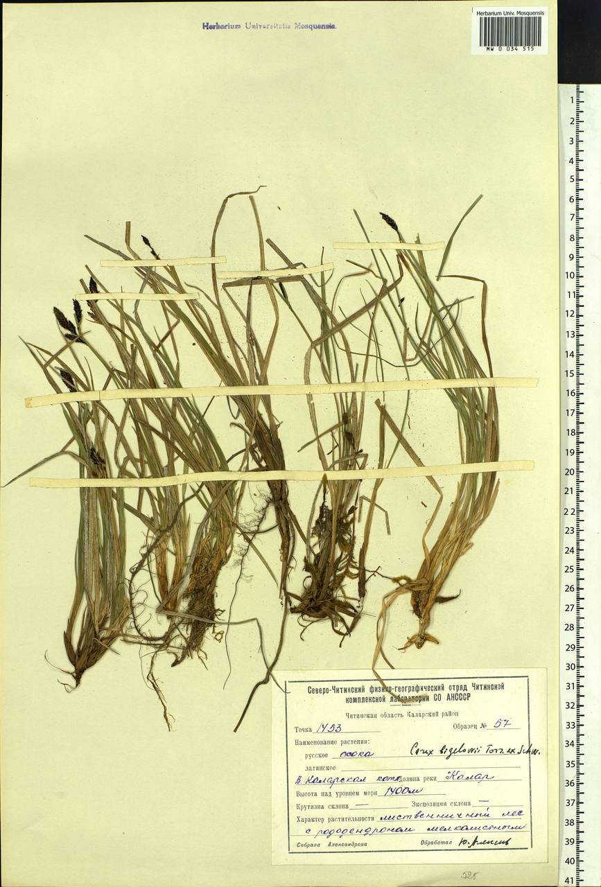 Carex bigelowii Torr. ex Schwein., Siberia, Baikal & Transbaikal region (S4) (Russia)