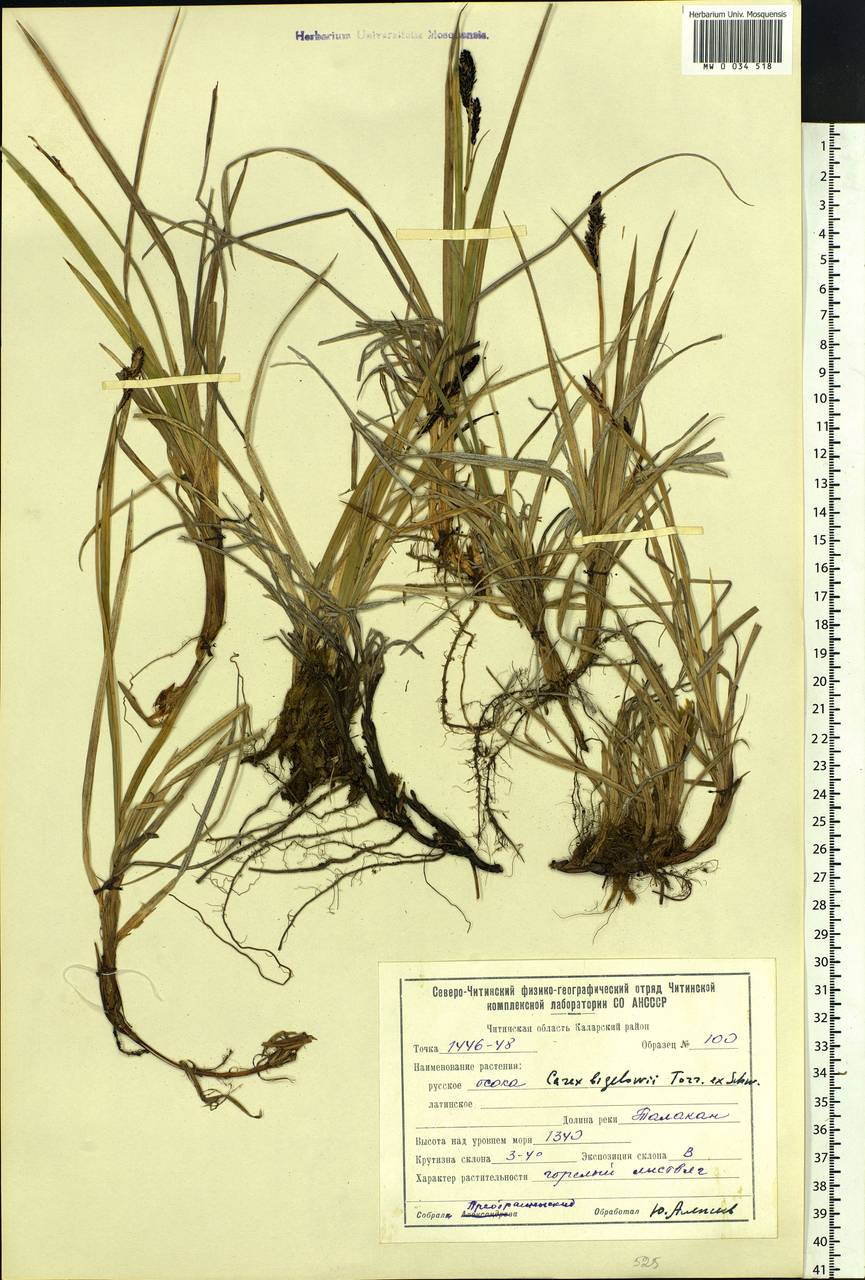 Carex bigelowii Torr. ex Schwein., Siberia, Baikal & Transbaikal region (S4) (Russia)