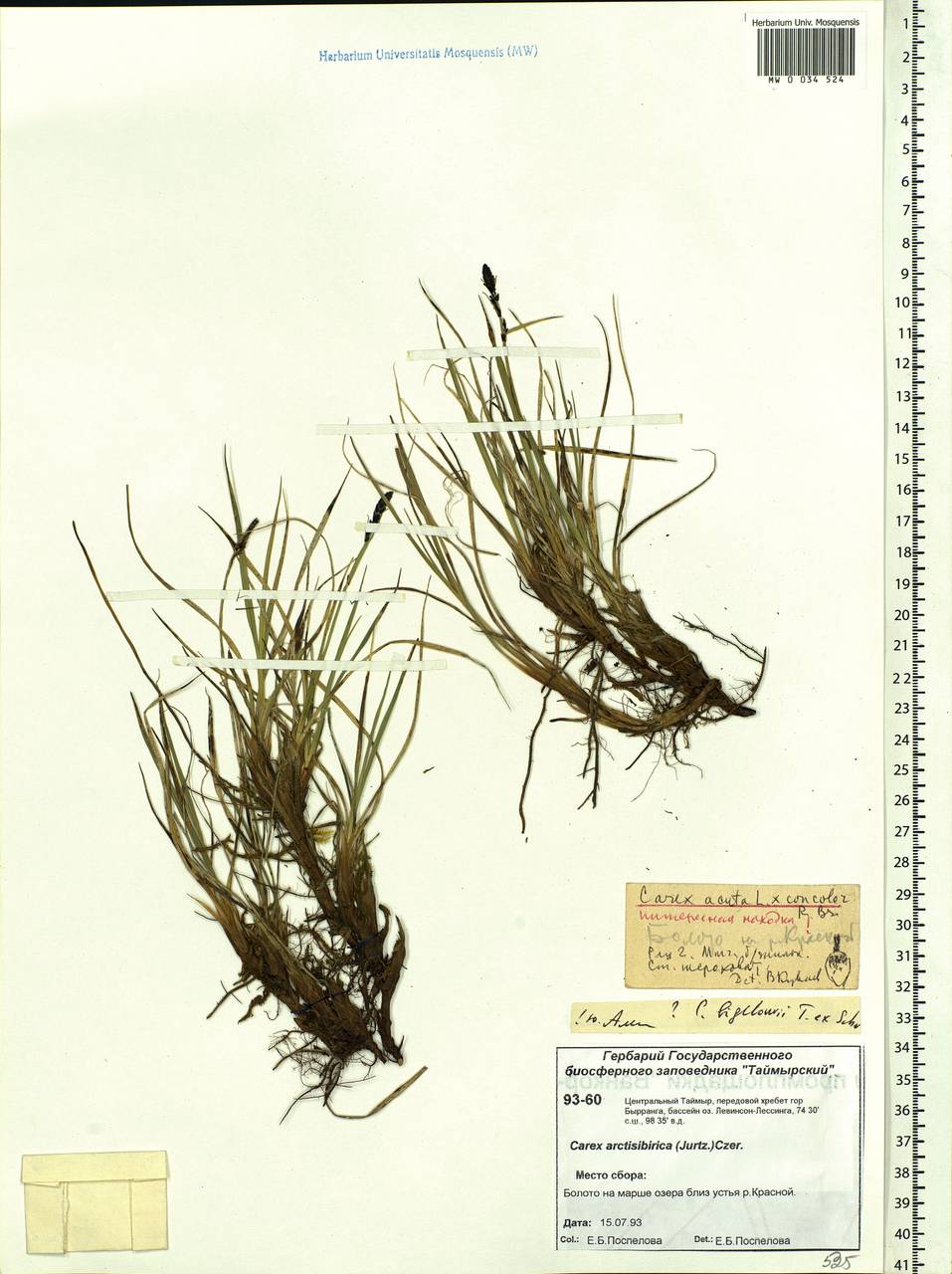 Carex bigelowii Torr. ex Schwein., Siberia, Central Siberia (S3) (Russia)