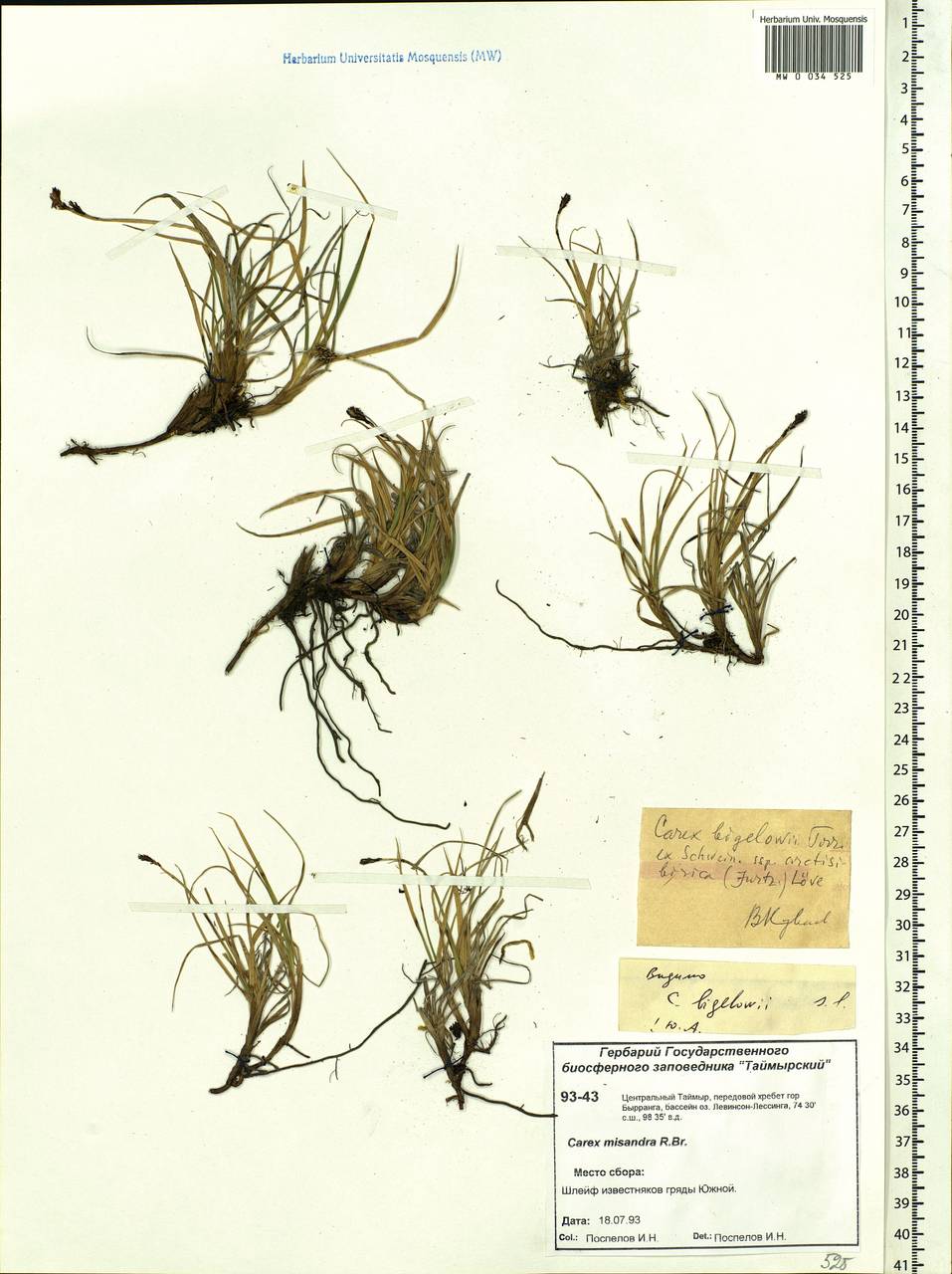 Carex bigelowii Torr. ex Schwein., Siberia, Central Siberia (S3) (Russia)