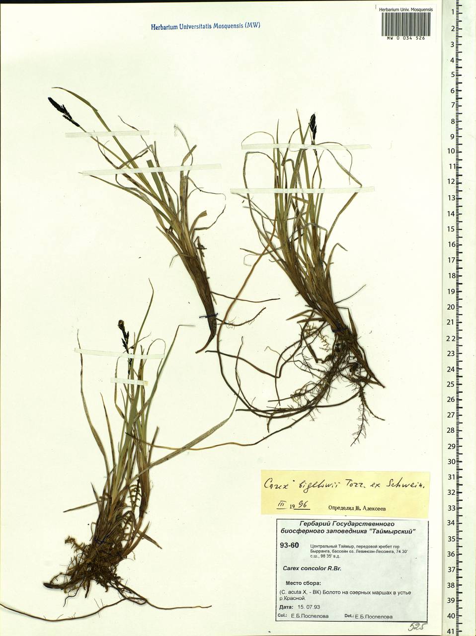 Carex bigelowii Torr. ex Schwein., Siberia, Central Siberia (S3) (Russia)