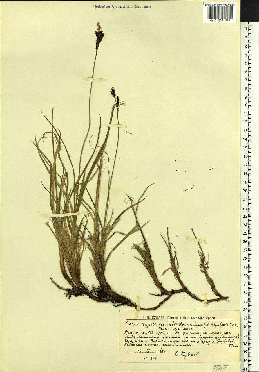 Carex bigelowii Torr. ex Schwein., Eastern Europe, Northern region (E1) (Russia)