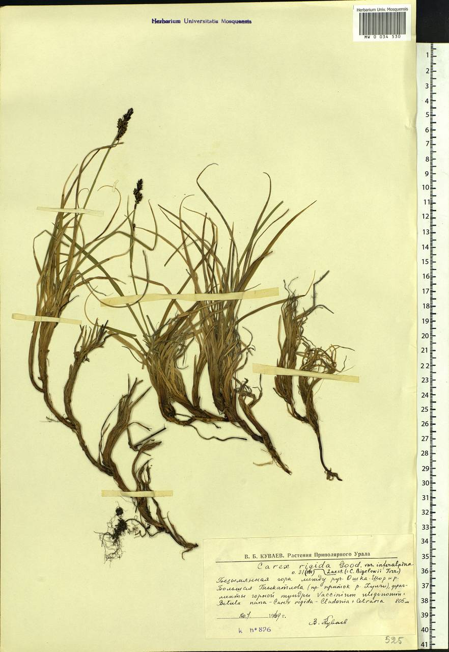 Carex bigelowii Torr. ex Schwein., Siberia, Western Siberia (S1) (Russia)