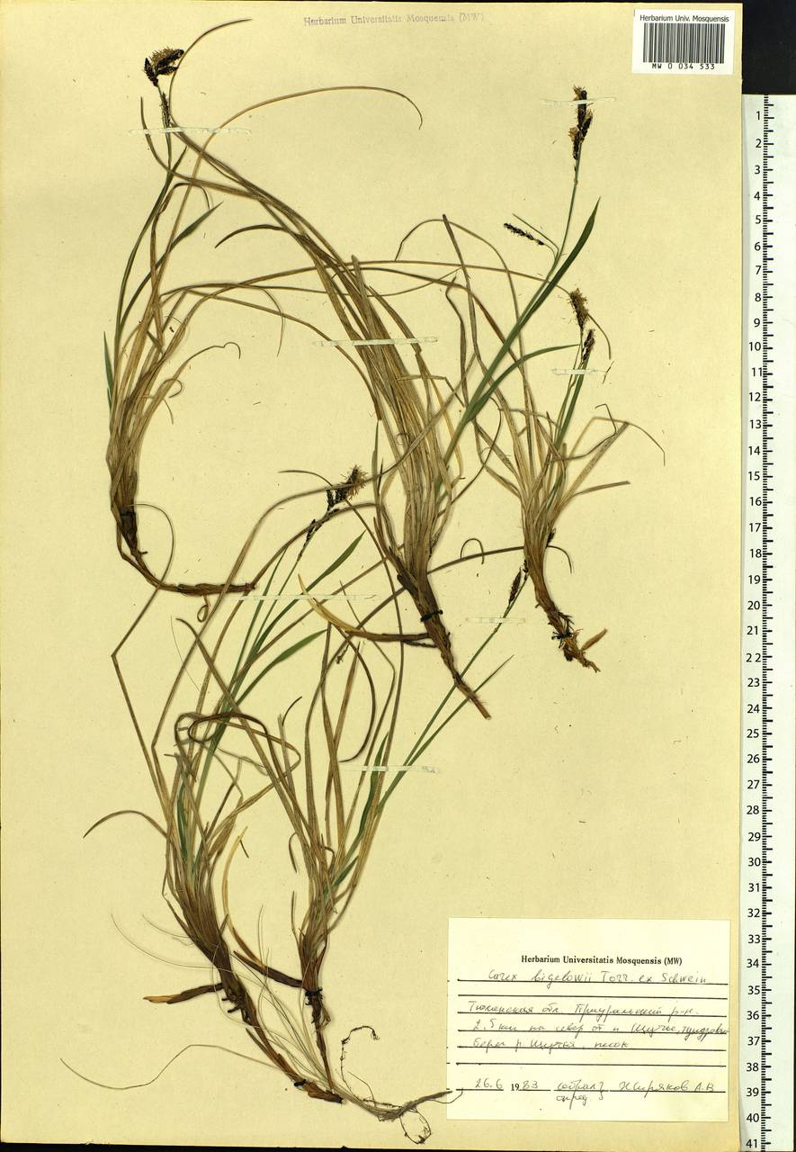 Carex bigelowii Torr. ex Schwein., Siberia, Western Siberia (S1) (Russia)
