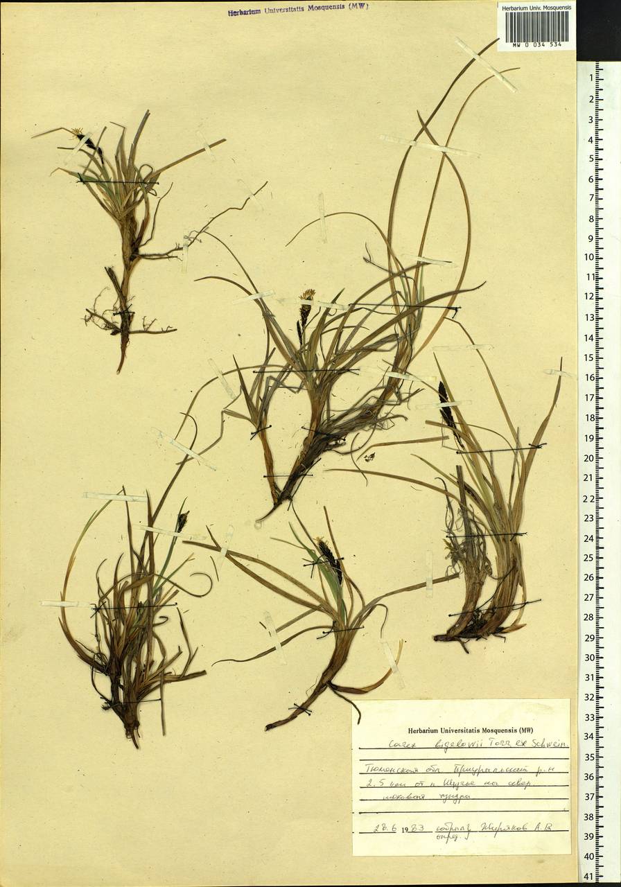 Carex bigelowii Torr. ex Schwein., Siberia, Western Siberia (S1) (Russia)