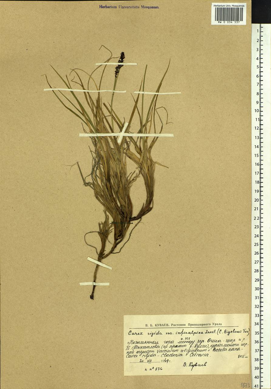 Carex bigelowii Torr. ex Schwein., Siberia, Western Siberia (S1) (Russia)