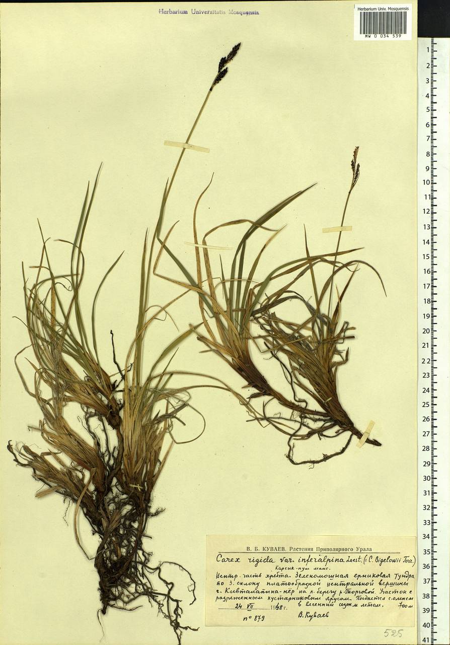 Carex bigelowii Torr. ex Schwein., Eastern Europe, Northern region (E1) (Russia)