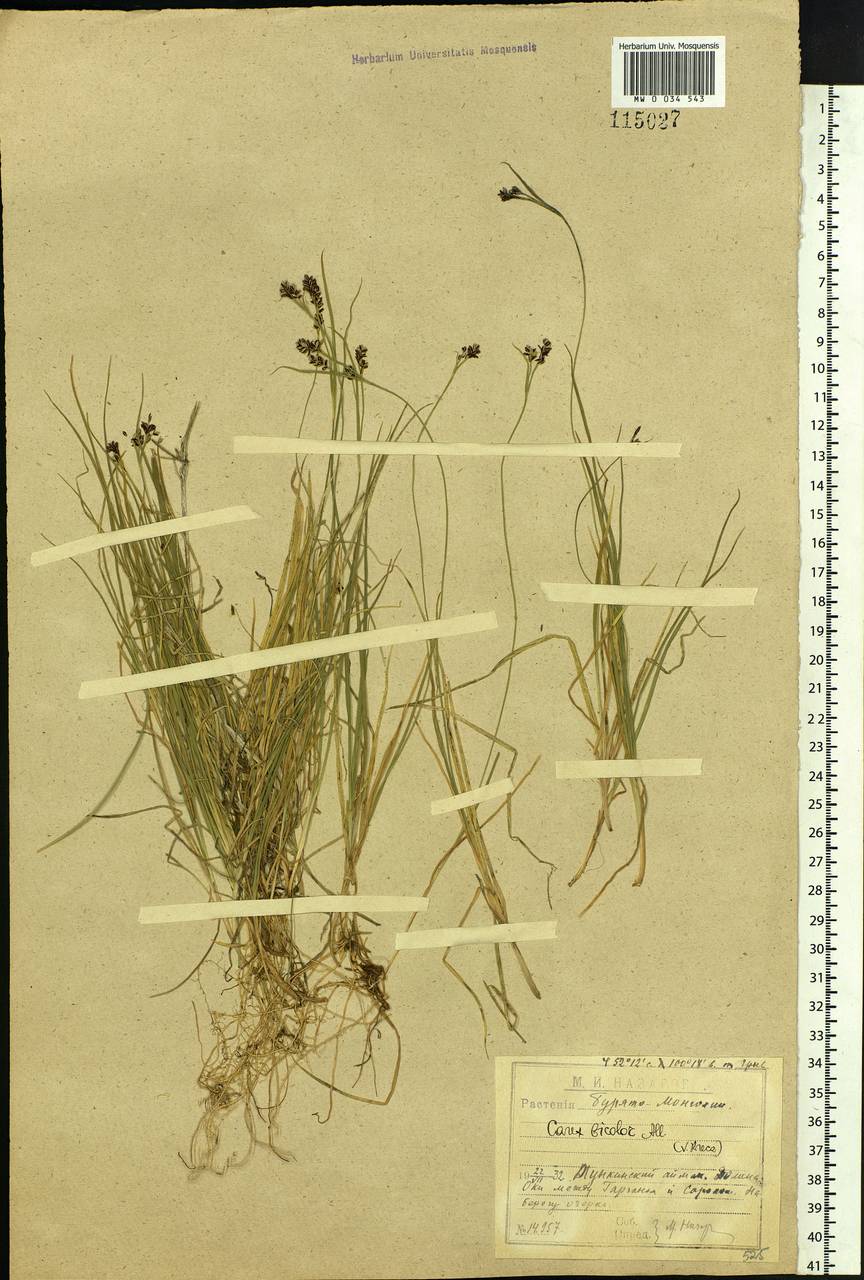 Carex bicolor Bellardi ex All., Siberia, Baikal & Transbaikal region (S4) (Russia)