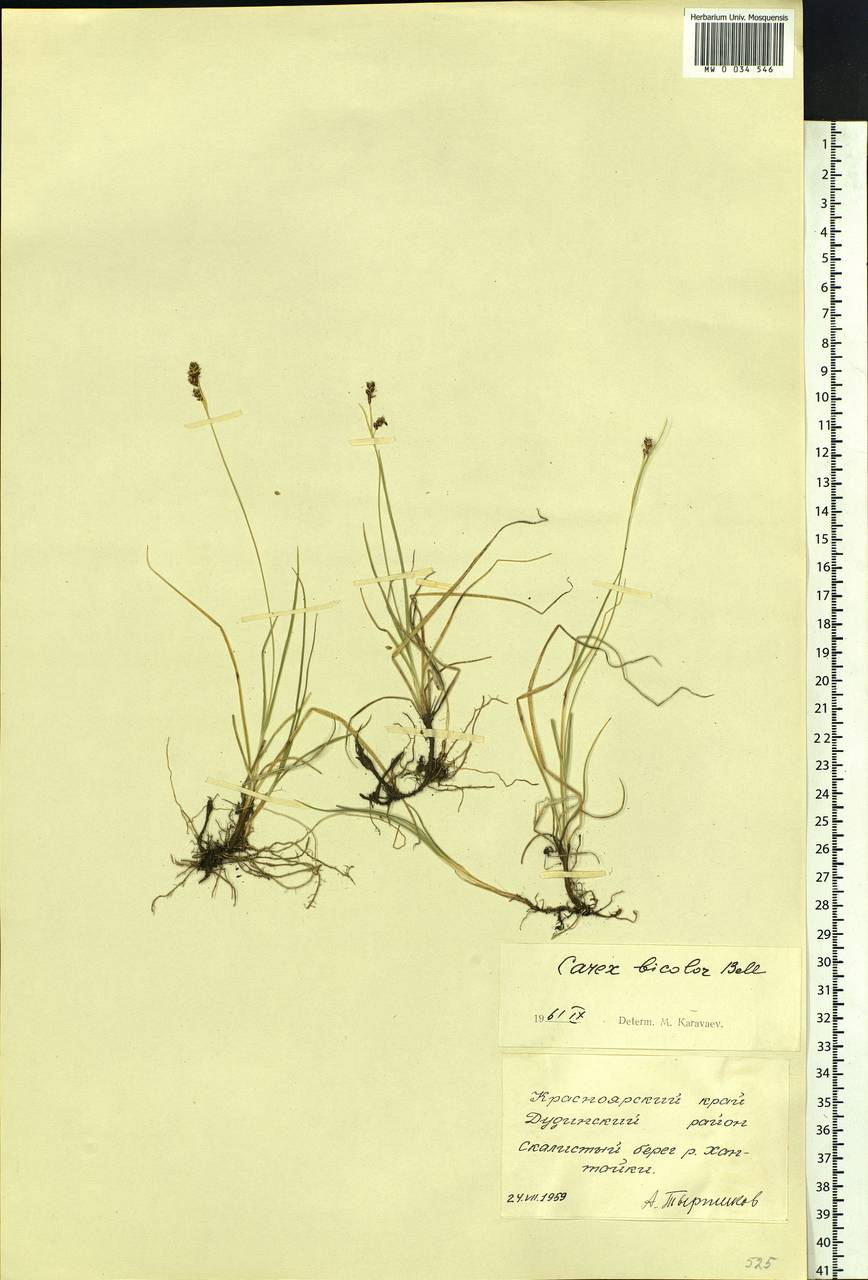 Carex bicolor Bellardi ex All., Siberia, Central Siberia (S3) (Russia)