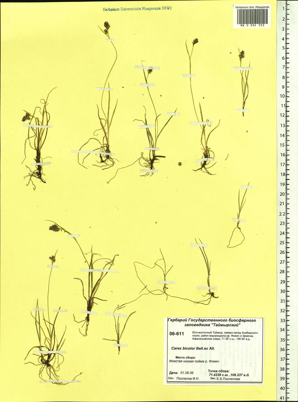 Carex bicolor Bellardi ex All., Siberia, Central Siberia (S3) (Russia)